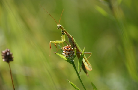 Europäische Gottesanbeterin (Mantis religiosa) - © Emanuel Trummer